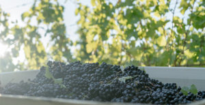 grape harvest