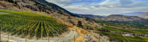 culmina vineyards panoramic