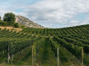 vineyard view in summerland bc