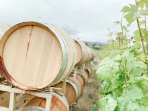 wine barrels stacked by vineyard