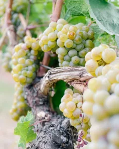 wine grapes on the vine