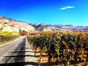 winery entrance with vines and tasting room