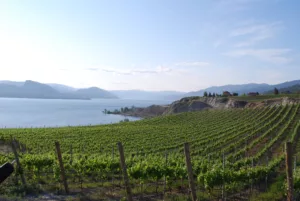 sprawling vineyard on Naramata Bench