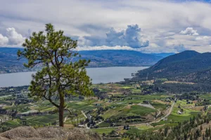 valley, vineyard, lake and mountain view from Giants Head mountain