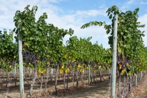 vineyard harvest in Olive