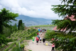 half corked marathon in Oliver through the vineyards