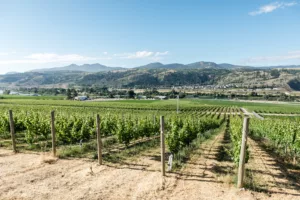 Visit a Kamloops winery