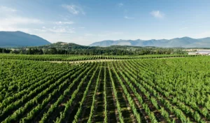 vineyard view in the kootenay region