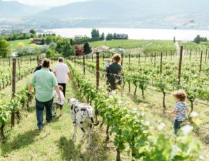 family stroll through poplar grove vineyard in Naramata