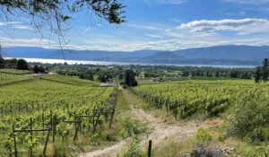 kelowna vineyard view overlooking Okanagan Lake