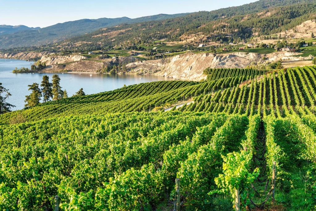 okanagan valley naramata bench vineyard BC wine country 2023 year in review
