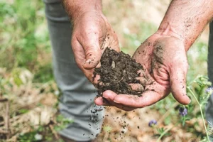 vineyard soil at road 13 vineyards