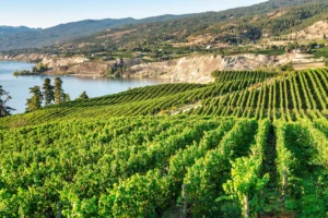 Naramata Bench Vineyard and lake view